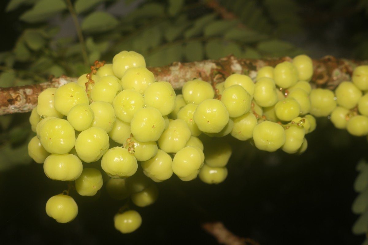 Phyllanthus acidus (L.) Skeels